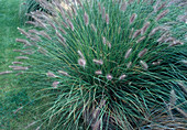 Pennisetum alopecuroides 'Hameln' (Lamp's Wiper Grass, Feather Bristle Grass)
