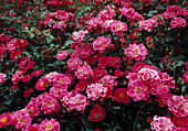 Rosa 'Comtesse Jeanne de Flandres' syn. 'Flamingo Meidiland' Shrub rose, repeat flowering