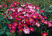 Rosa 'Rosy Carpet' (ground cover rose), repeat flowering, light fragrance