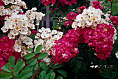 Rosa 'Toby Tristam', 'Maria Lisa', rambler roses, climbing roses, single flowering, fragrance