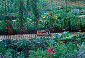 Gemüseernte im Bauerngarten, Tomaten (Lycopersicon), rote Bete (Beta vulgaris), Rollboard als Weg