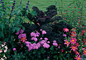 Bauerngarten: Grünkohl 'Redbor' (Brassica), Ageratum (Leberbalsam), Dahlia (Dahlie), Salvia