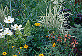 Phalaris (Rohrglanzgras), Salvia (Salbei), Cosmos (Schmuckkörbchen), Tagetes (Studentenblumen) und Mangold (Beta vulgaris)