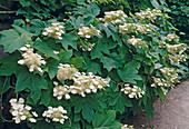 Hydrangea quercifolia (Oak-leaved Hydrangea)