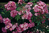 Rosa multiflora 'Blush Rambler' (Ramblerrose), einmalblühend mit herrlichem Duft