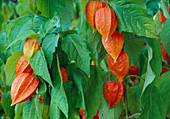 Physalis alkekengi (Lampionblume)