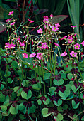 Oxalis deppei (Lucky Clover)