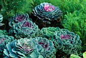 Brassica oleracea (ornamental cabbage)