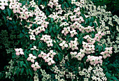 Cornus kousa Chinensis 'Claudia' (Blumenhartriegel)