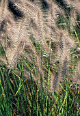 Pennisetum alopecuroides (lampbrush grass, feather bristle grass)