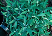 Salvia officinalis (sage)