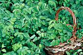 Sanguisorba minor (Pimpinelle) mit Wassertropfen, Korb im Beet