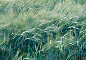 Grain field in the wind