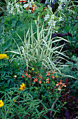Sommerblumen und Gras kombiniert: Phalaris arundinacea (Rohrglanzgras), Salvia (Salbei)