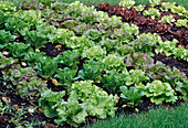 Bed with different salads (lettuce)