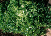 Lettuce Endivia 'Dorona', Frisian Lettuce (Cichorium endivia)