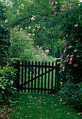 Clematis 'Comtesse de Bouchard'(Clematis), Rosa 'New Dawn'(Climbing rose), view through the closed garden gate