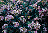Rosa 'Kew Rambler' - climbing rose, rambler rose, single flowering