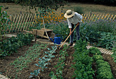 Woman hoeing soil between beds with broccoli (Brassica), beans (Phaseolus), celery (Apium), lettuce, wheelbarrow, watering can, krail