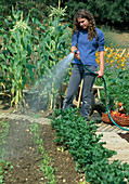 Frau giesst Reihen mit aufgegangenen Jungpflanzen im Gemüsegarten mit Gartenschlauch und Handbrause