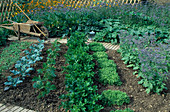 Mischkultur aus Gemüse, Kräutern und Sommerblumen