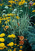Phalaris arundinacea (Rohrglanzgras), Tagetes (Studentenblumen), Dahlia (Dahlien), Rudbeckia hirta (Sonnenhut) und Ammi majus (Knorpelmöhre)