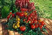 Korb mit frisch gepflückten Tomaten: Cocktailtomaten, runde Tomaten, Fleischtomaten in gelb und rot (Lycopersicon)