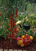 Tomaten 'Sweet 100' (Lycopersicum), Drahtkorb mit frisch gepflückten gelben und roten Tomaten, Giesskanne