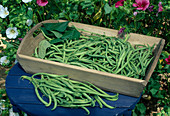 Freshly picked bush beans (Phaseolus) on wooden tray