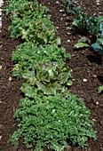Endive and Batavia 'Red Rossia' lettuce
