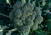 Broccoli (Brassica) in the bed
