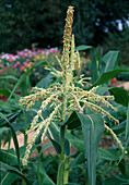 Männliche Blüte von Zuckermais (Zea mays)