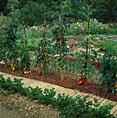 Mulched tomatoes and celery on the rolling path