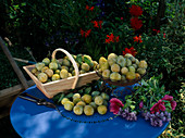 Frisch gepflückte gelbe Pflaumen (Prunus domestica)