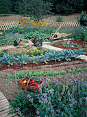 Farm garden with vegetables in late summer