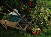 Wooden wheelbarrow with lawn cuttings, rake, fork and coneflower, basket with freshly picked mirabelles, bed with Vinca major 'Variegata' (white evergreen)