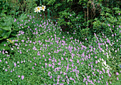 Viola pedata (Geteiltblättriges Veilchen, Vogelfuss-Veilchen)