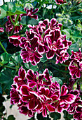 Pelargonium peltatum 'Bolero' (Hanging Geranium)