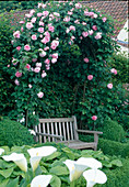 Gartenbank unter Rosenbogen und Buchs im Garten