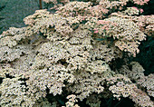 Achillea millefolium 'Lachsschönheit' (Schafgarbe)