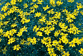 Coreopsis verticillata (Whorled-leaved girl's eye)