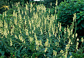 Digitalis lutea - yellow foxglove