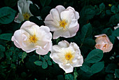 Rosa 'Shropshire Lass' Englische Rose, Kletterrose, Ramblerrose, einmalblühend mit starkem Duft