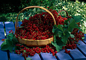 Frisch gepflückte rote Johannisbeeren (Ribes rubrum) im Korb