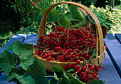 Freshly picked red currants (Ribes rubrum) in basket