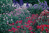 Lathyrus odoratus (sweet pea) and Delphinium (delphinium)