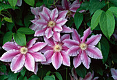 'Clematis ''Dr Ruppel'(Clematis)'