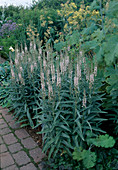 Lysimachia ephemerum (Spanischer Felberich, Iberischer Felberich)