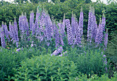 Delphinium 'Blue Dawn' (Rittersporn)