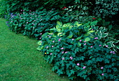 Geranium endressii (Storchschnabel), Hosta (Funkien), Pelargonium (Geranie) und Ligularia dentata (Greiskraut, Goldkolben) als Vorpflanzung